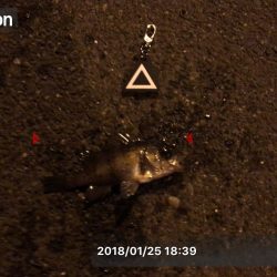 メバルシーズン