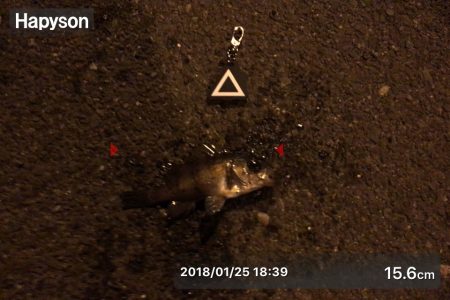 メバルシーズン