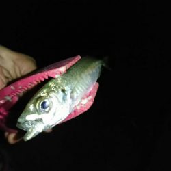 月下美人ロッド鱗付け