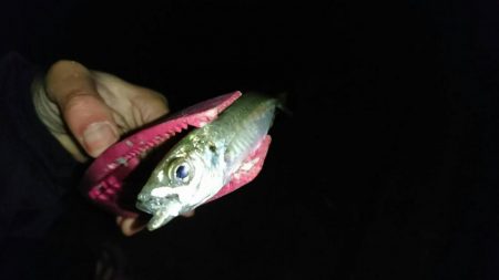 月下美人ロッド鱗付け