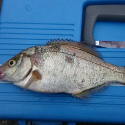 大物狙いのハズが…