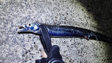 久能でシーバスとヒラメ、焼津港では太刀魚が…