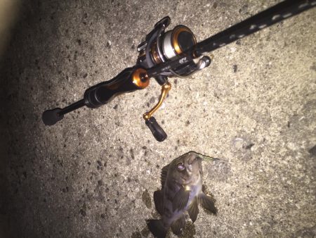 皆既月食のメバリング