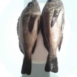 初釣りメバリング