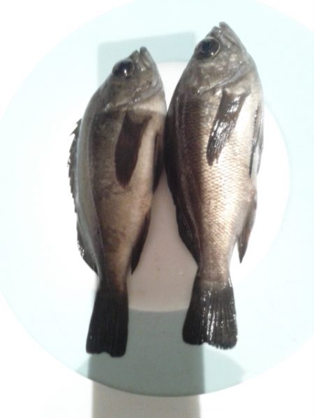 初釣りメバリング