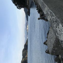 メバルはどこに