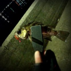 ★メバリング★