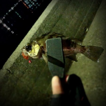 ★メバリング★