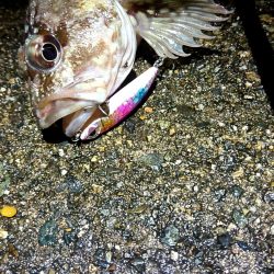 メバルが釣れない