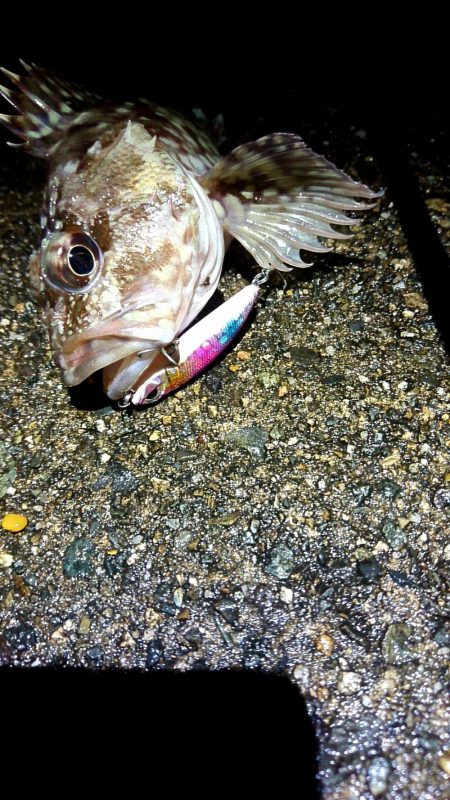 メバルが釣れない