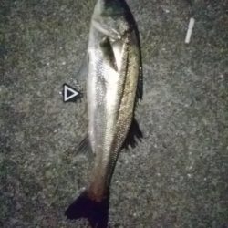 シーバスまだ釣れます