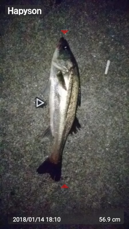 シーバスまだ釣れます