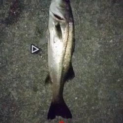 シーバスキャッチ