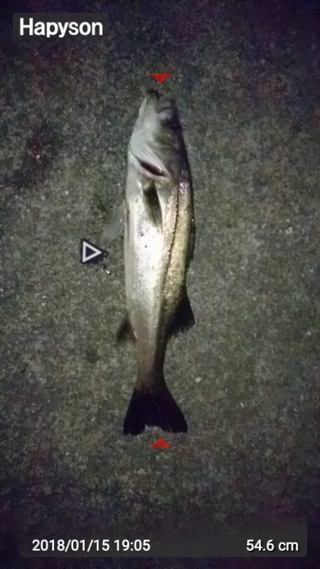 シーバスキャッチ