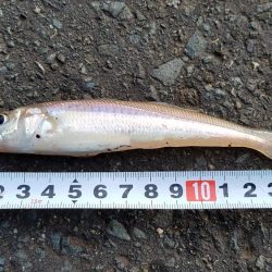 カレイを求めて