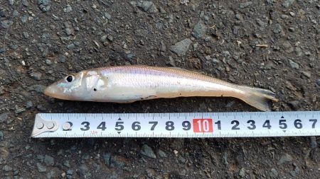 カレイを求めて