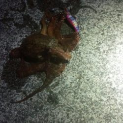 石津浜　ヤリイカまだまだ釣れます。湾内ではタコ