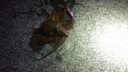 石津浜　ヤリイカまだまだ釣れます。湾内ではタコ