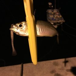 月と干潮で撃沈…からの〜