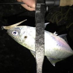 アジング釣行記