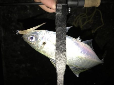 アジング釣行記