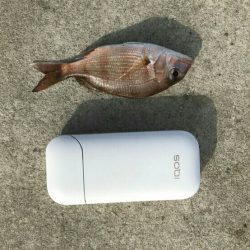 タイ稚魚、ガシラ(カサゴ)