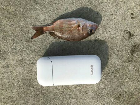 タイ稚魚、ガシラ(カサゴ)