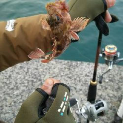 フグしか釣れない…