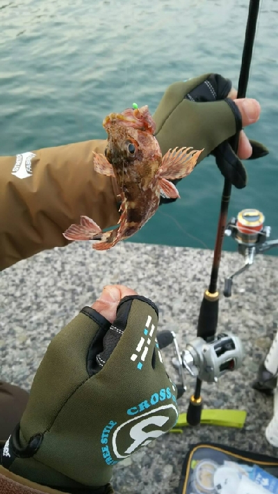 フグしか釣れない…