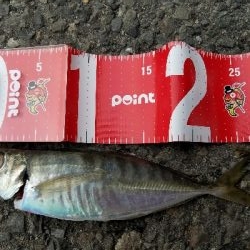 フグの攻撃！ワームが↓