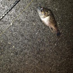 津ヨットハーバーでのメバリング？