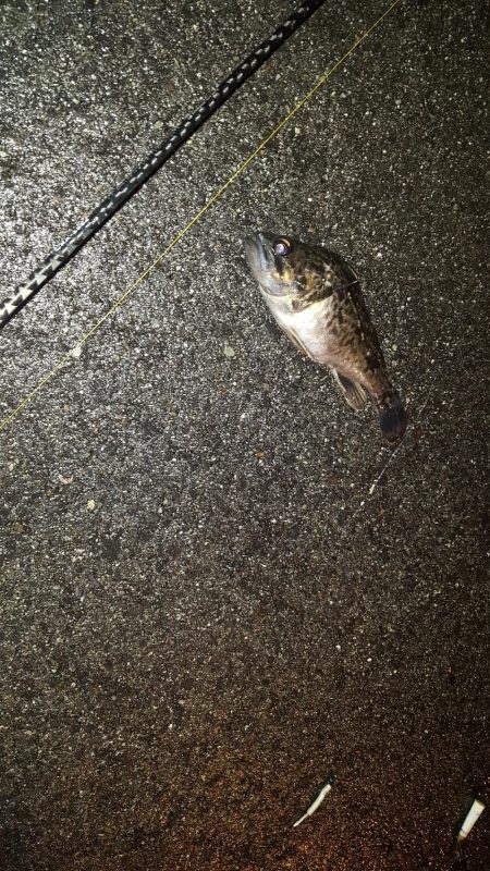 津ヨットハーバーでのメバリング？