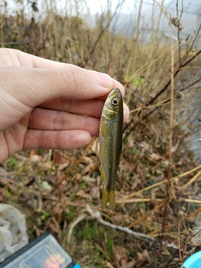 淡水小物釣り ~新年一発目はカワムツ~