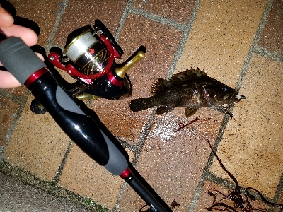 寒い中の短時間勝負！勝ちました