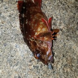 移動&移動メバリング