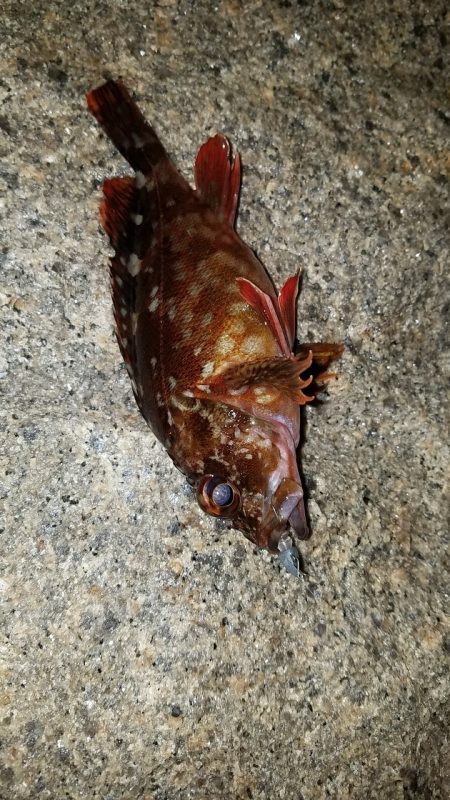 移動&移動メバリング