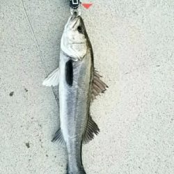 海鳥バリおったなぁ～