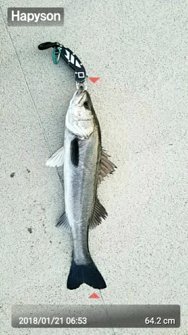 海鳥バリおったなぁ～