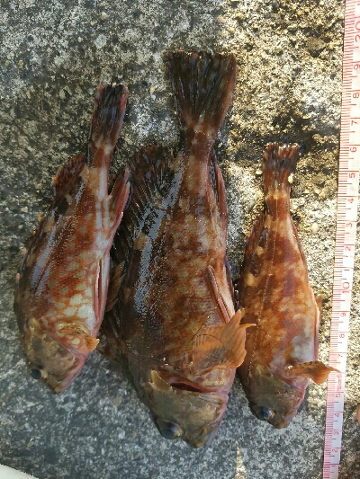 ガシラ釣り　～とにかく寒い～