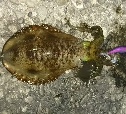 今年初釣行釣果です(*゜Q゜*)