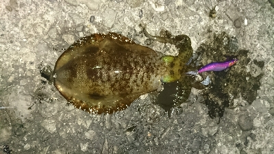 今年初釣行釣果です(*゜Q゜*)