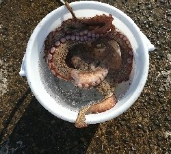 アジング&泳がせ釣りでまさかのゲスト！