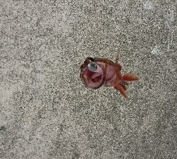 ワインドでカサゴ