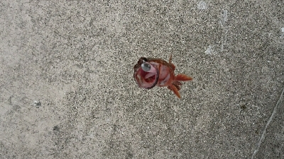 ワインドでカサゴ