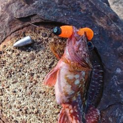 ロックフィッシュ釣行2