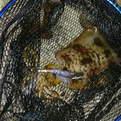 新年明けましてエギング！