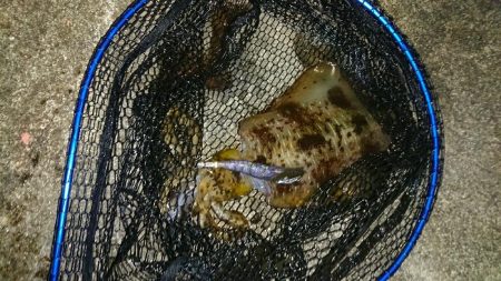 新年明けましてエギング！