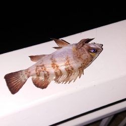 連日メバリング