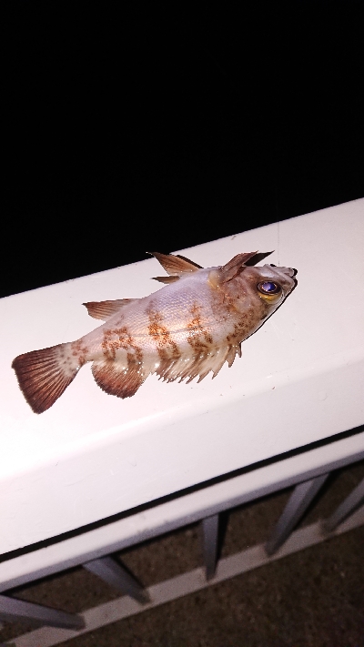 連日メバリング