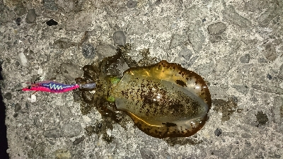 エギング釣行3